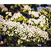 Vintage retro effect filtered hipster style image of apple tree blossoming branch in spring