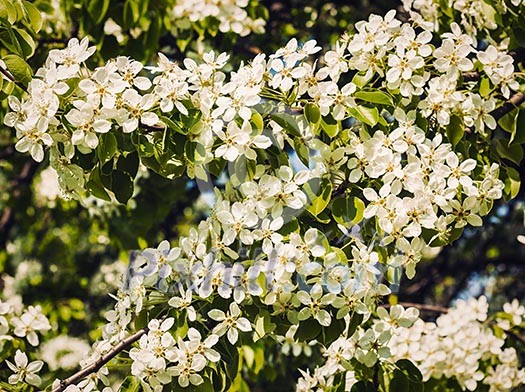 Vintage retro effect filtered hipster style image of apple tree blossoming branch in spring Vintage retro effect filtered hipster style image of apple tree blossoming branch in spring