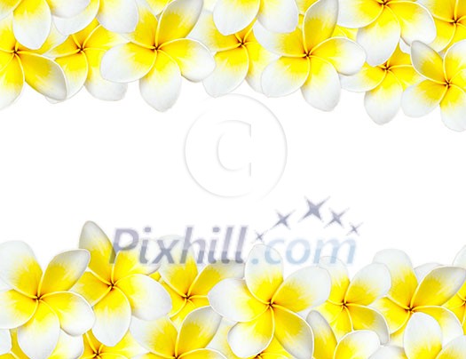 Frangipani background with copyspace