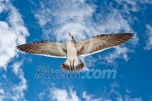 Seagull flying in the air Seagull flying in the air