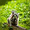 Lemur kata (Lemur catta)