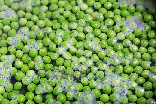 Green peas being boiled in a pot Green peas being boiled in a pot