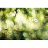 green bokeh abstract light background