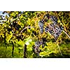 Large bunches of red wine grapes hang from an old vine in warm afternoon light