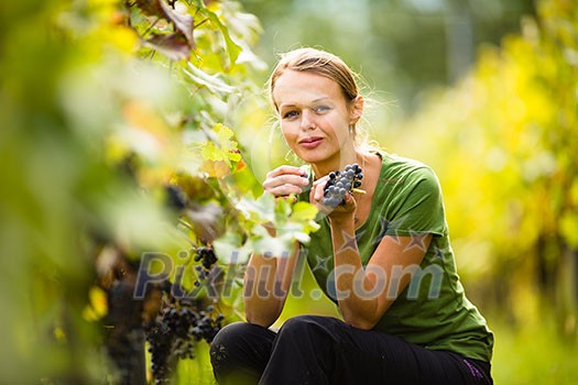 Beautiful woman in vineyard picking grape
