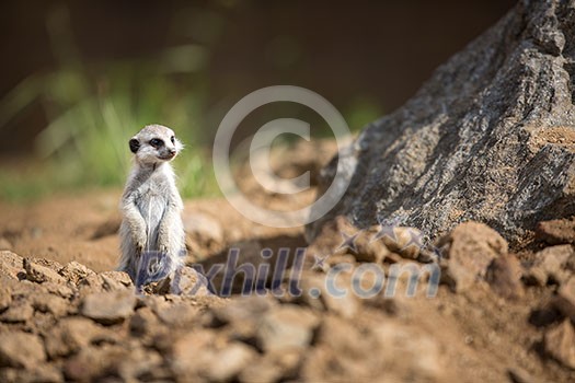 Watchful meerkat standing guard Watchful meerkat standing guard