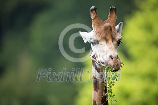 Giraffe (Giraffa camelopardalis) Giraffe (Giraffa camelopardalis)