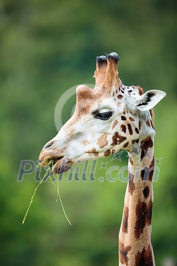 Giraffe (Giraffa camelopardalis) Giraffe (Giraffa camelopardalis)