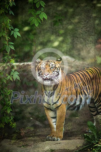 Closeup of a Siberian tiger also know as Amur tiger (Panthera tigris altaica), the largest living cat