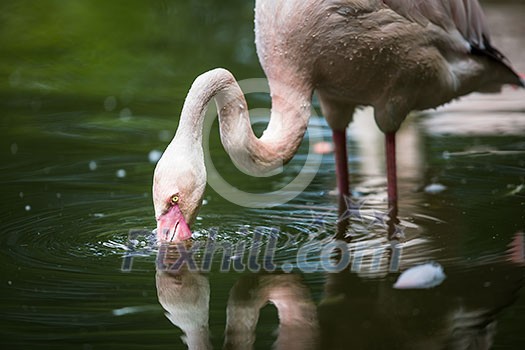 Pink Flamingo feeding in water - filtering water with its beak Pink Flamingo feeding in water - filtering water with its beak