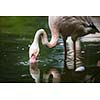 Pink Flamingo feeding in water - filtering water with its beak