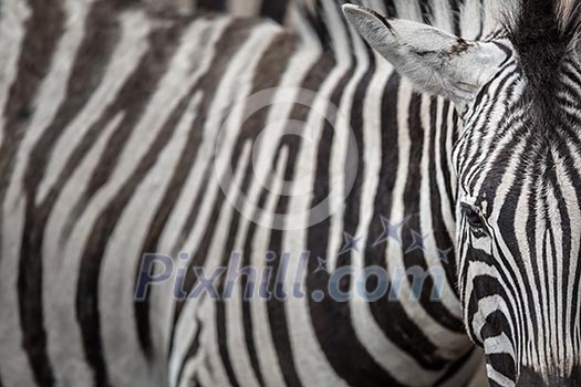 Zebra - close-up view with accent on the unique skin pattern we admire in this animal Zebra - close-up view with accent on the unique skin pattern we admire in this animal