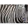 Zebra - close-up view with accent on the unique skin pattern we admire in this animal