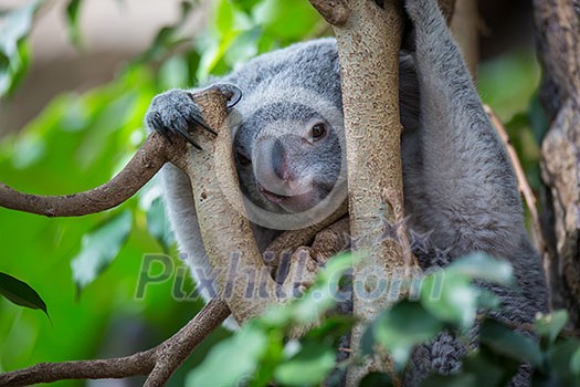 Koala on a tree with bush green background Koala on a tree with bush green background