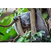 Koala on a tree with bush green background