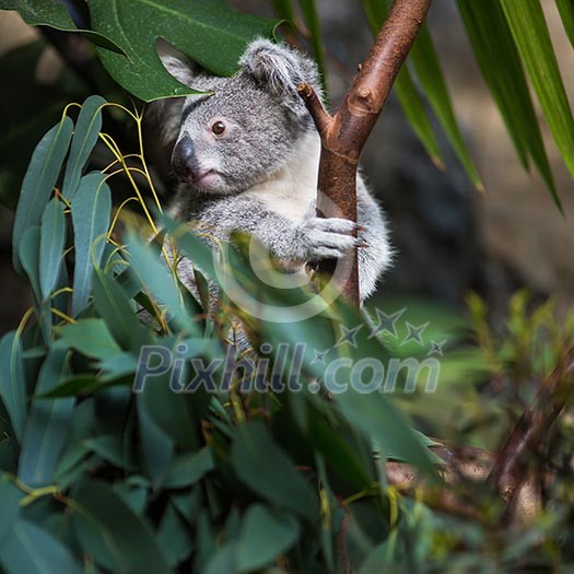 Koala on a tree with bush green background Koala on a tree with bush green background