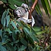 Koala on a tree with bush green background