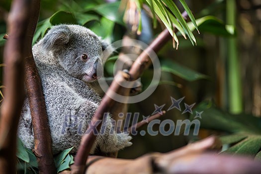 Koala on a tree with bush green background Koala on a tree with bush green background