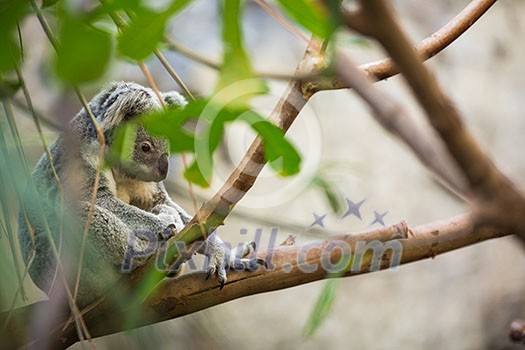Koala on a tree with bush green background Koala on a tree with bush green background