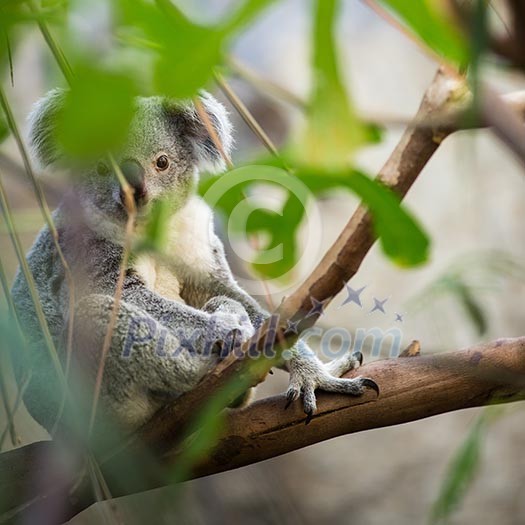 Koala on a tree with bush green background Koala on a tree with bush green background