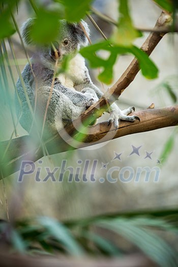 Koala on a tree with bush green background Koala on a tree with bush green background