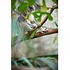 Koala on a tree with bush green background