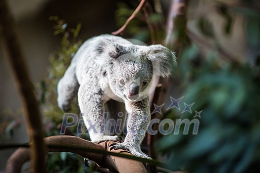Koala on a tree with bush green background Koala on a tree with bush green background