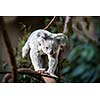 Koala on a tree with bush green background