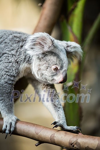 Koala on a tree with bush green background Koala on a tree with bush green background