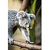 Koala on a tree with bush green background