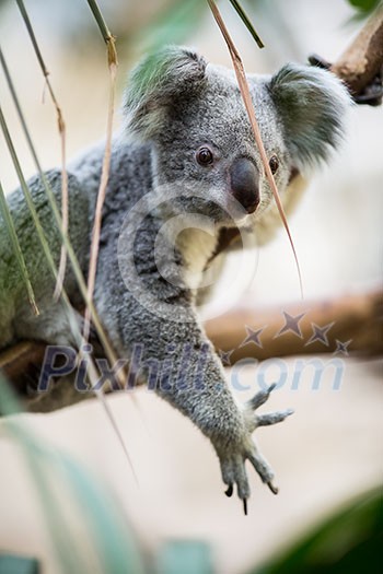Koala on a tree with bush green background Koala on a tree with bush green background