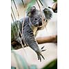 Koala on a tree with bush green background