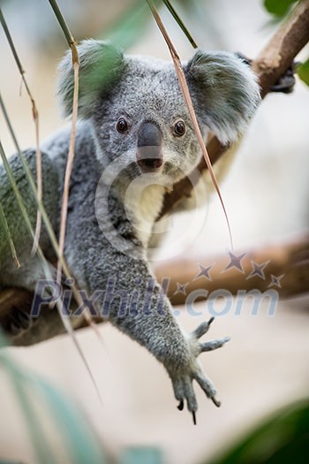 Koala on a tree with bush green background Koala on a tree with bush green background