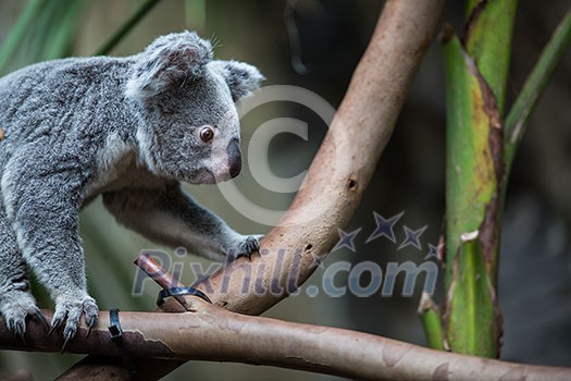 Koala on a tree with bush green background Koala on a tree with bush green background