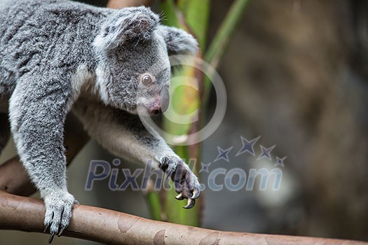 Koala on a tree with bush green background Koala on a tree with bush green background