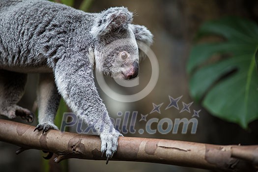 Koala on a tree with bush green background Koala on a tree with bush green background