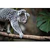 Koala on a tree with bush green background