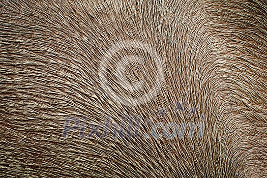 Close-up of horse pelt covered in mud (high detail and resolution image) Close-up of horse pelt covered in mud (high detail and resolution image)