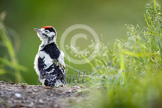 Young Great Spotted Woodpecker on the ground right after leaving the nest, looking around, pondering the question of flying Young Great Spotted Woodpecker on the ground right after leaving the nest, looking around, pondering the question of flying