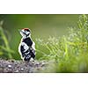 Young Great Spotted Woodpecker on the ground right after leaving the nest, looking around, pondering the question of flying