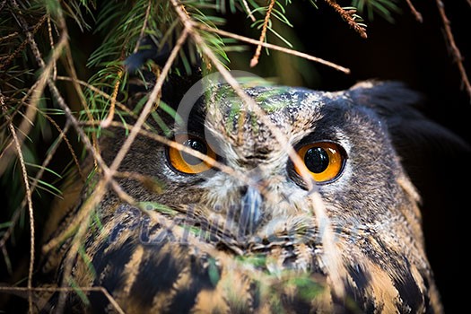 Eagle Owl, Bubo bubo Eagle Owl, Bubo bubo