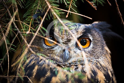 Eagle Owl, Bubo bubo