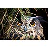 Eagle Owl, Bubo bubo