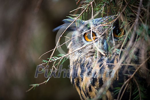 Eagle Owl, Bubo bubo Eagle Owl, Bubo bubo