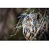 Eagle Owl, Bubo bubo