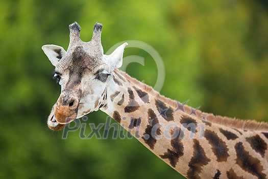 Giraffe (Giraffa camelopardalis) Giraffe (Giraffa camelopardalis)
