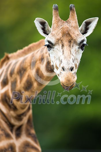 Giraffe (Giraffa camelopardalis) Giraffe (Giraffa camelopardalis)