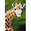 Giraffe (Giraffa camelopardalis)