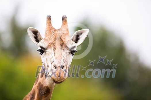 Giraffe (Giraffa camelopardalis) Giraffe (Giraffa camelopardalis)