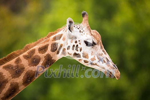 Giraffe (Giraffa camelopardalis) Giraffe (Giraffa camelopardalis)